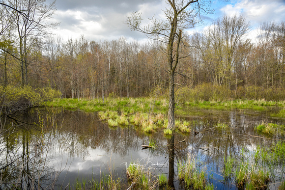 4181 Hummer Lake Road Spring (14)