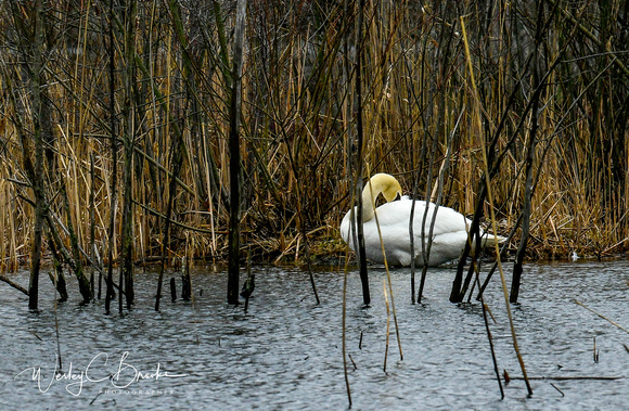 Swan (1)