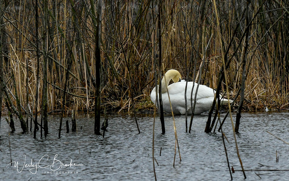 Swan (5)