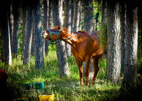 Mio Horse Trail Camp  Sept 2021 (5)