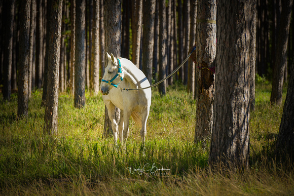 Mio Horse Trail Camp  Sept 2021 (4)