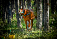Mio Horse Trail Camp  Sept 2021 (6)