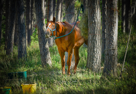 Mio Horse Trail Camp  Sept 2021 (6)