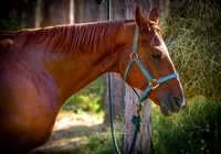 Mio Horse Trail Camp  Sept 2021 (11)