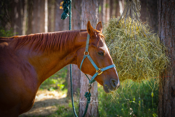 Mio Horse Trail Camp  Sept 2021 (10)